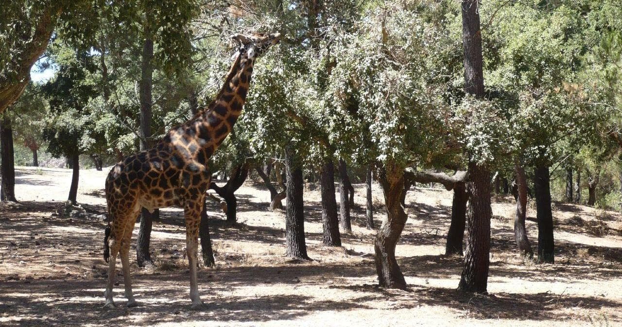 Wildlife & Safari Adventure at Badoca Safari Park