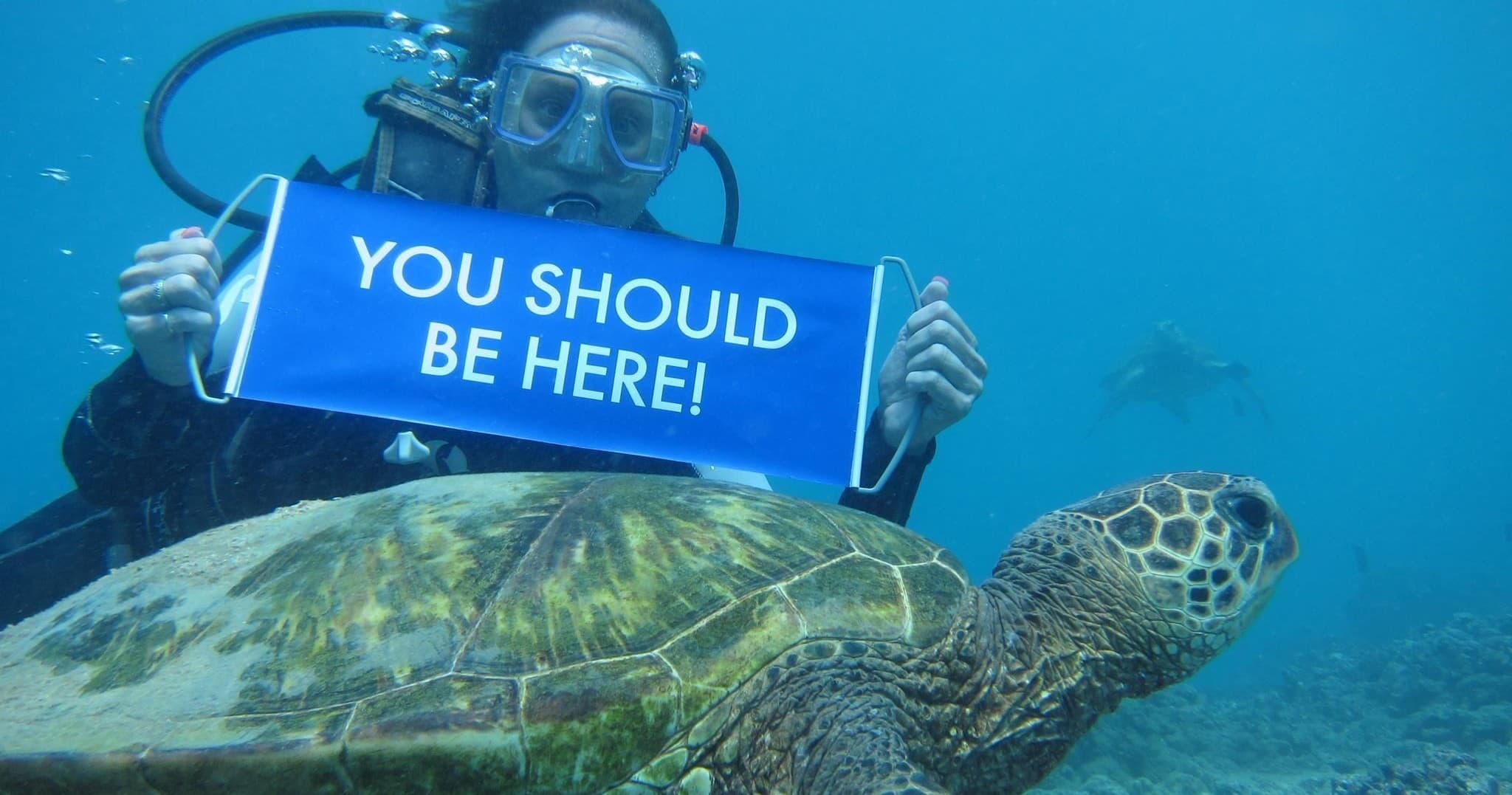 Scuba diver holding promotional sign beside green turtle in reef