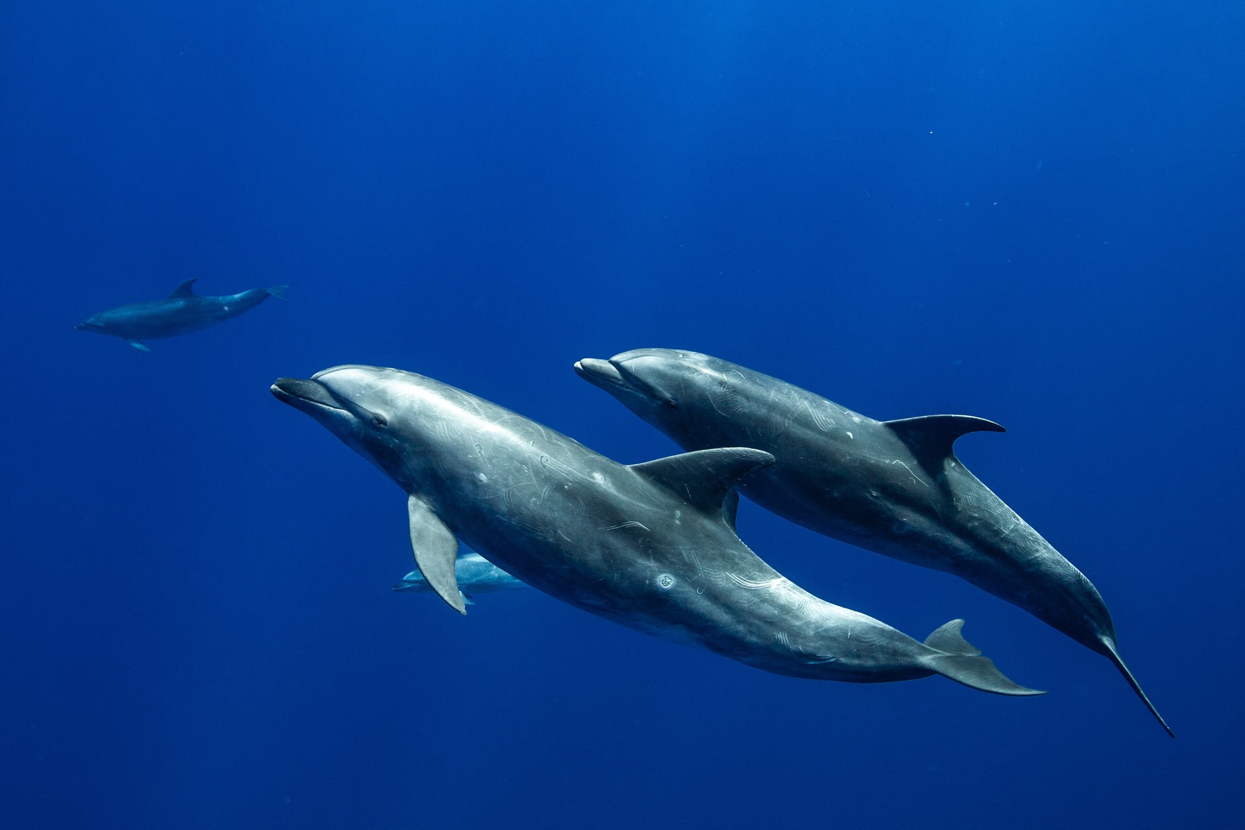 Wild dolphins swimming in clear blue ocean on marine tour
