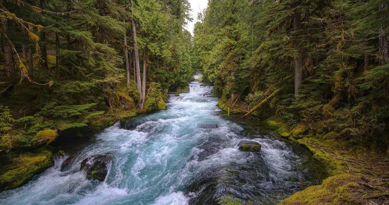 Fast whitewater stream in mossy forest for river trekking