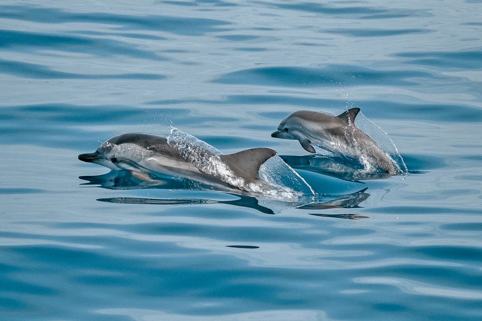Dolphin Watching on the Algarve with Yachting Lifestyle