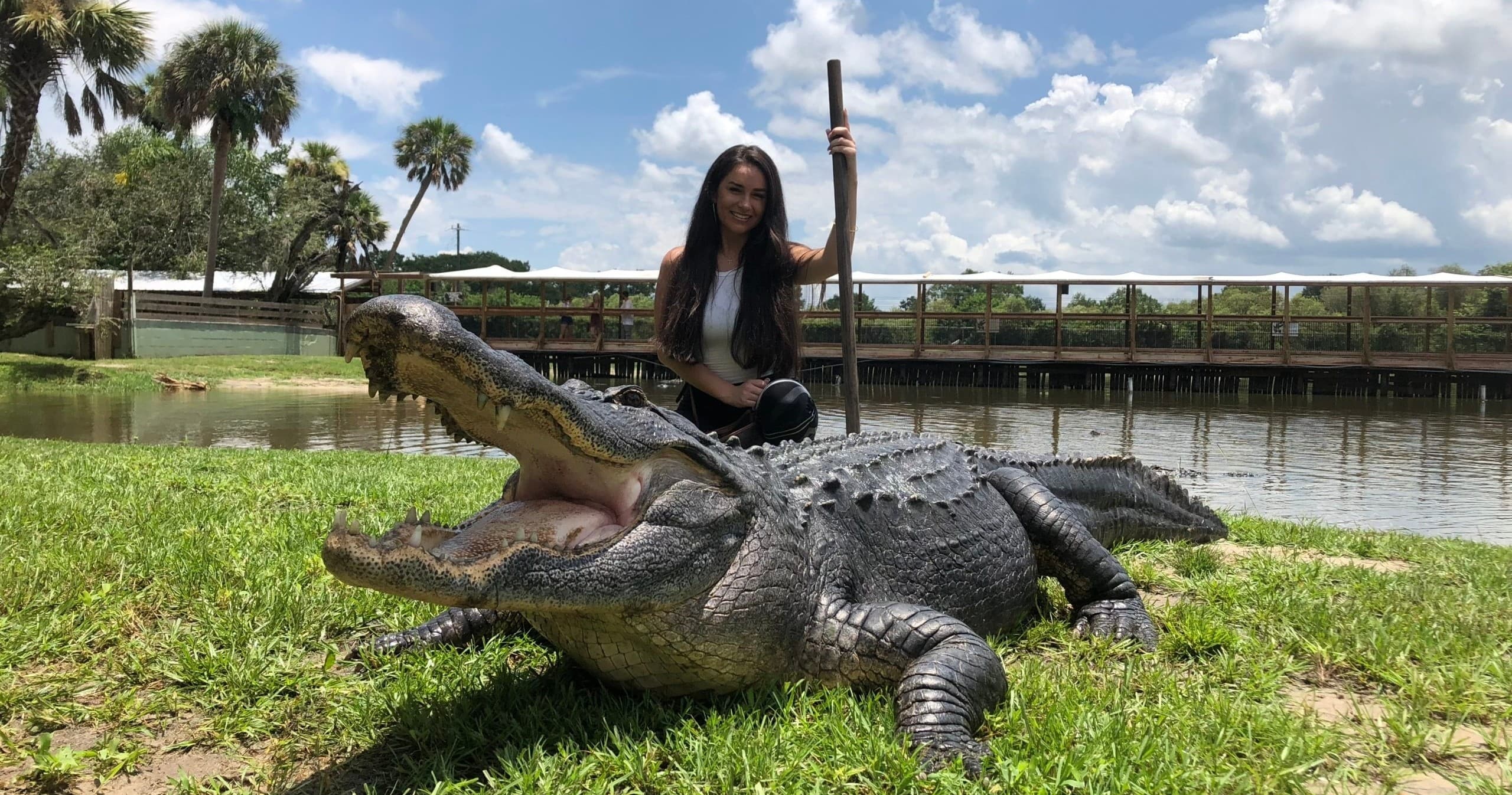 Face to Face Challenge with Gatorama Alligator Encounter