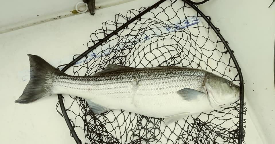 Fishing Long Island Sound with Chance of a Lifetime Charters