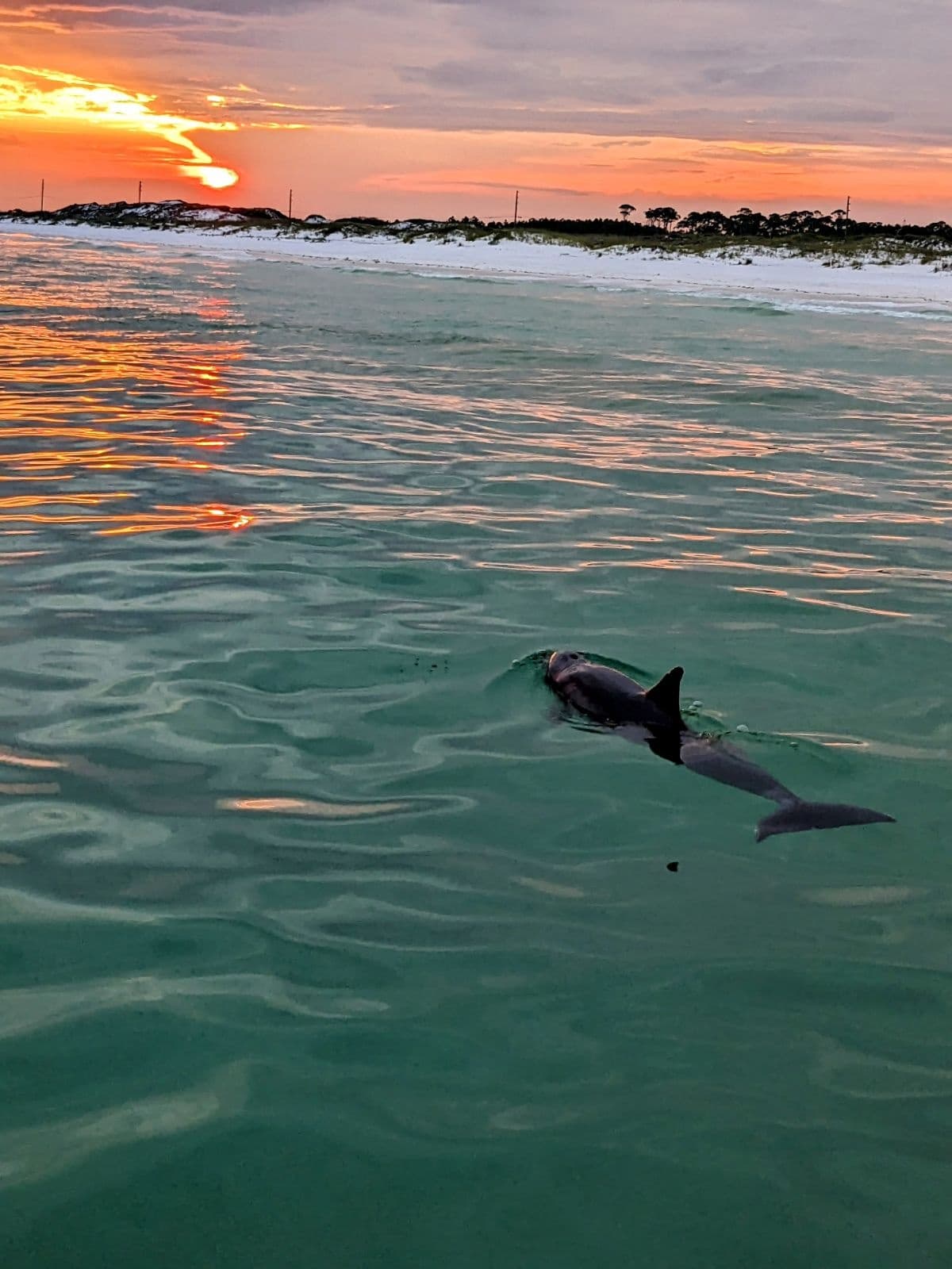 Non-Private Sunset and Dolphin Cruise in Destin, FL