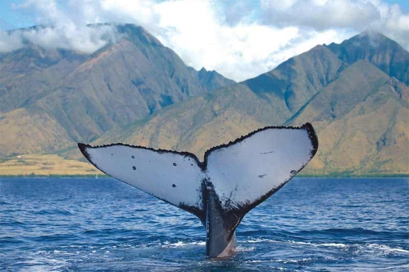 Maui Whale Watching from Kaʻanapali Beach: 2-Hour Humpback Encounters photo 3