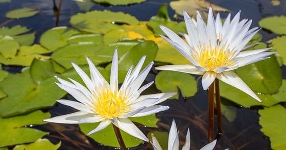 White water lilies blooming on pond among lily pads