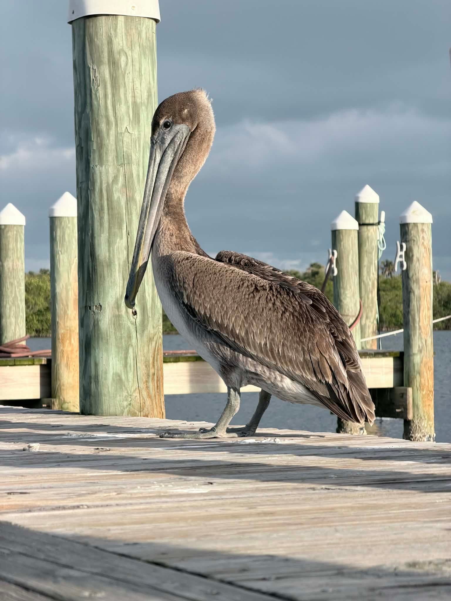 Solo Kayak Rentals at Sebastian Inlet: Paddle the Indian River Lagoon with Sunshine Paddle Tours photo 4