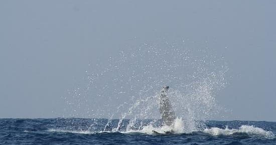 Afternoon Whale Watching Tour in Kailua-Kona, Hawaii