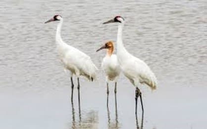 How Communities Help Whooping Cranes: Port Aransas Conservation Talk