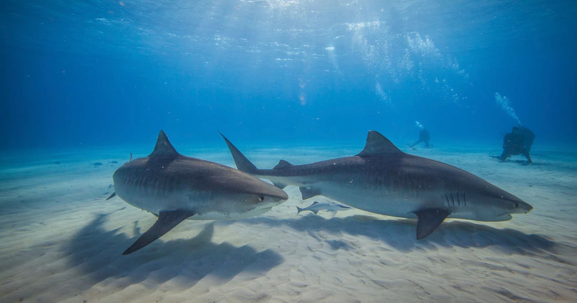 Two large sharks cruising shallow sandy seabed near divers