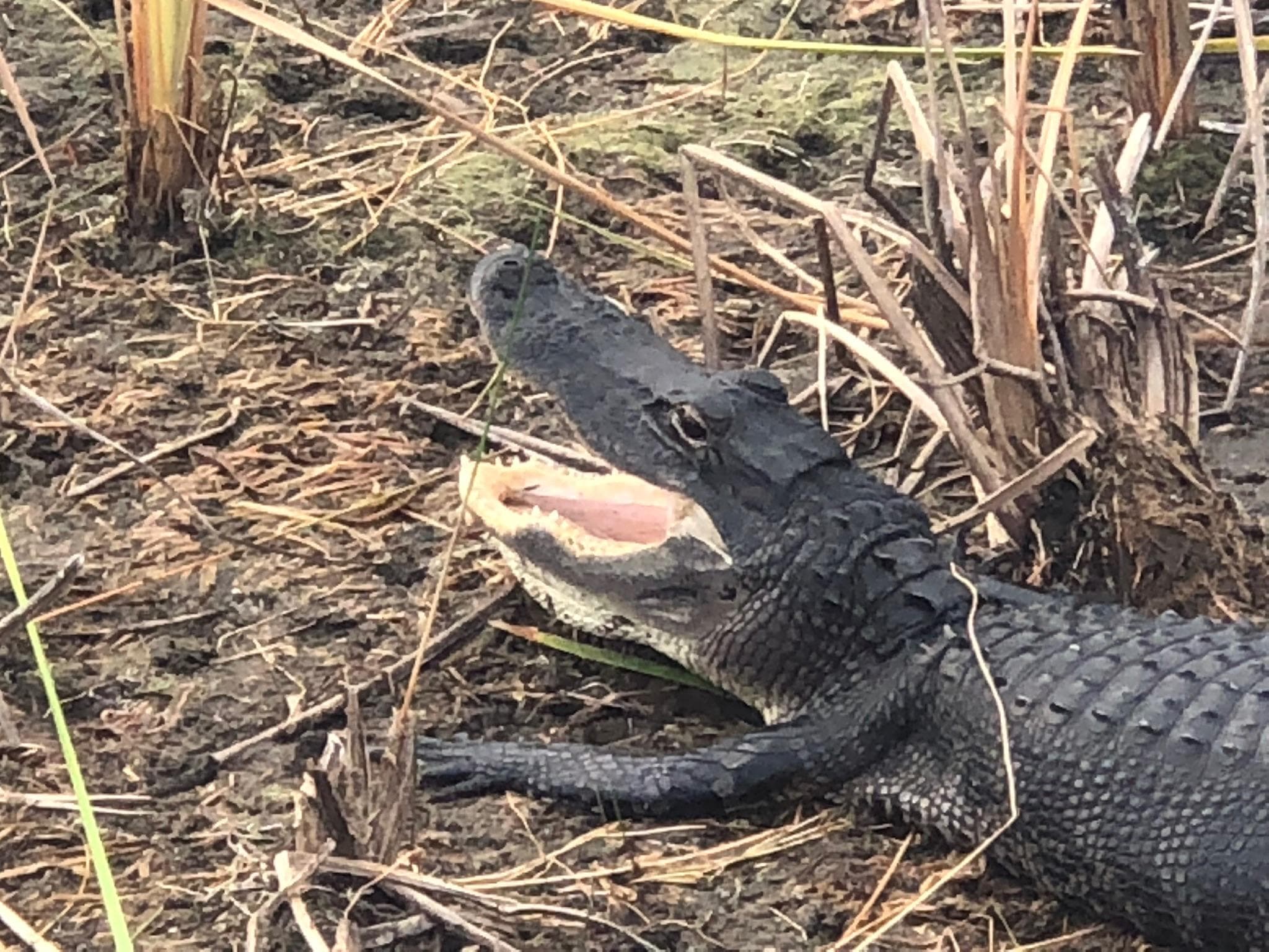 2 Hour Airboat Adventure in Tamarac, Florida