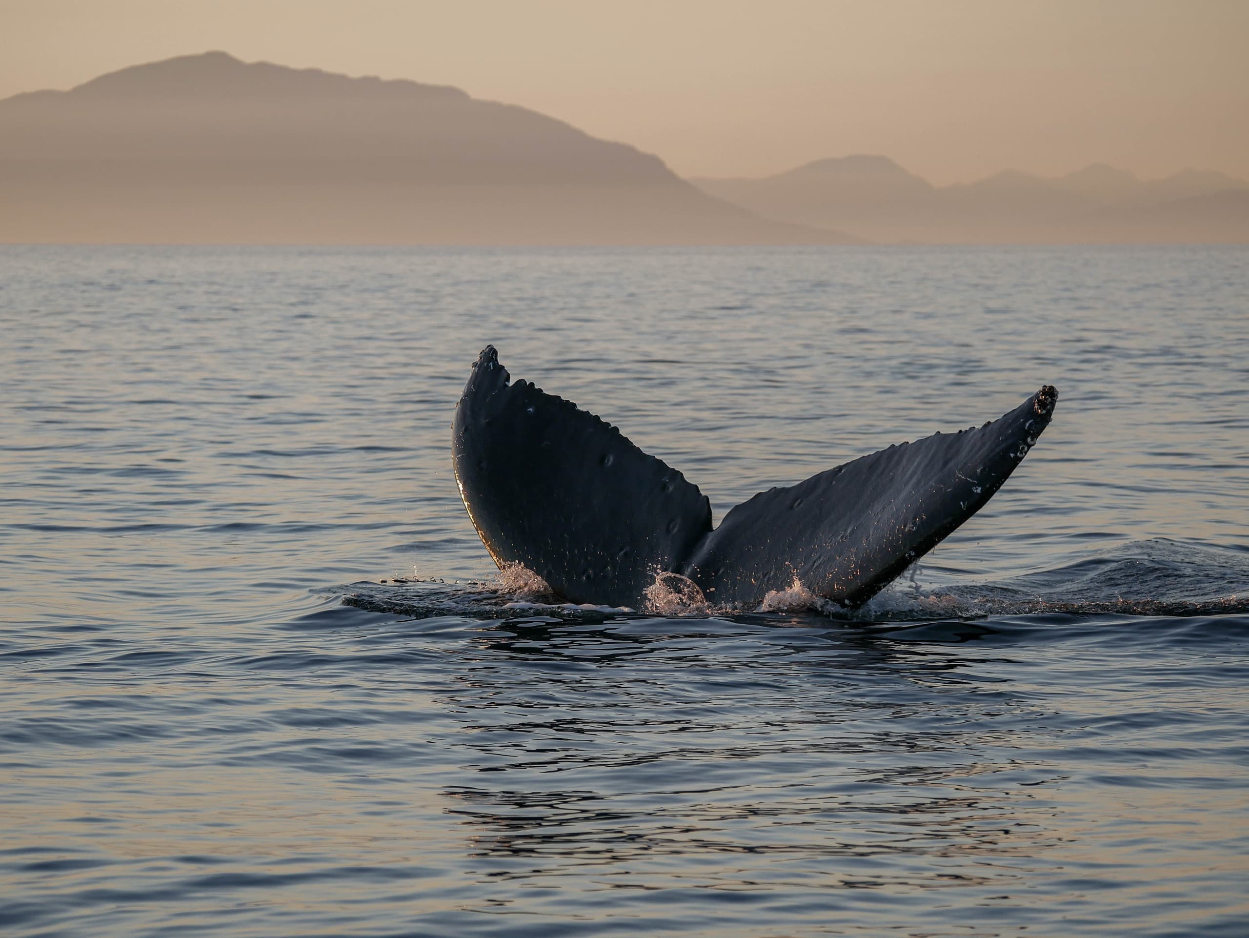 Humpback whale fluke rising off Vancouver Island at sunset