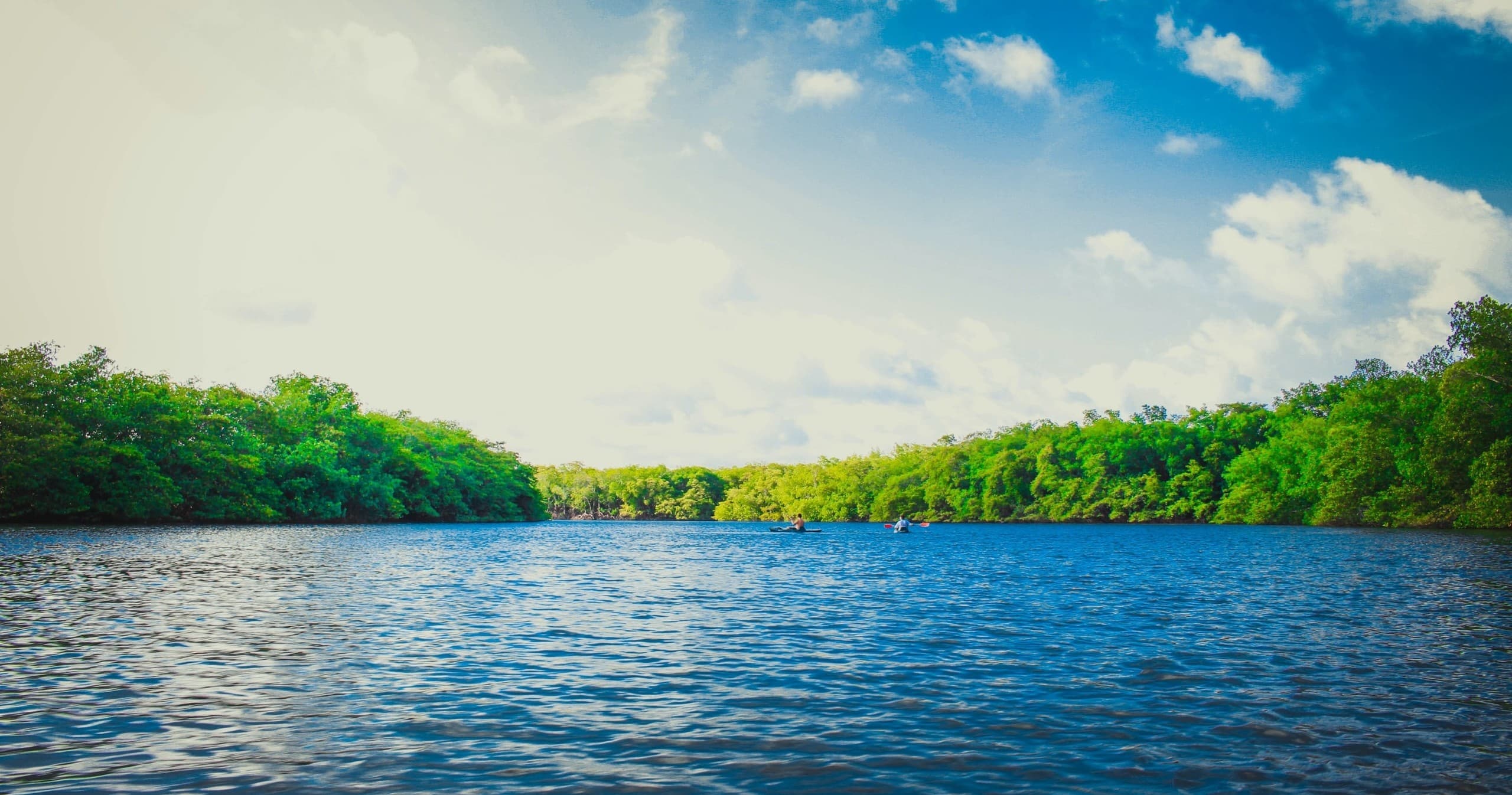 River cruising through lush green forest under blue sky