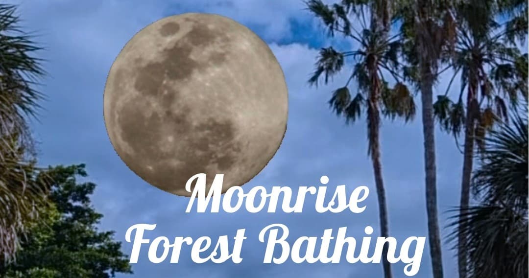 Moonrise Forest Bathing at The Kampong: A Nighttime Nature Escape in Miami