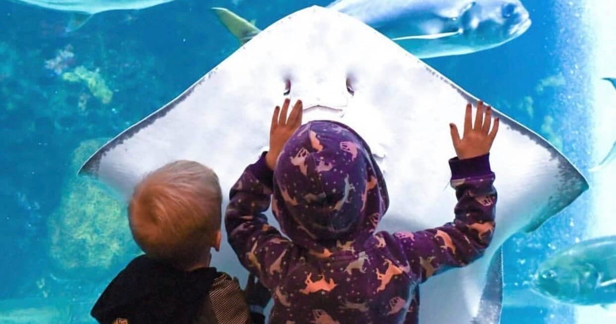 Educational Aquarium Tours for Home Schoolers in Denver photo 1