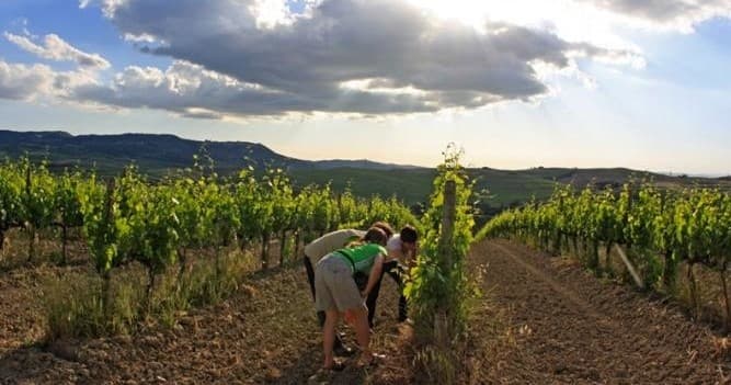 Harvesters picking grapes in Tuscan vineyard at golden hour