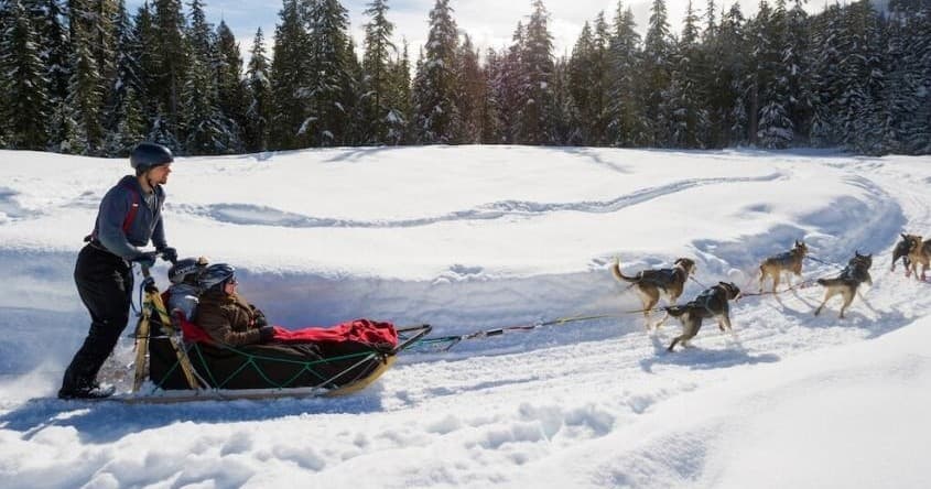 Dogsled Adventures with Canadian Wilderness in Whistler