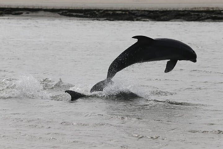 Dolphin & Harbor Cruise with Stoked Party Boats Charleston