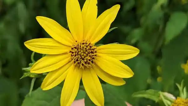 Mastering Late-Summer Yellow Composites at Bowman's Hill Wildflower Preserve