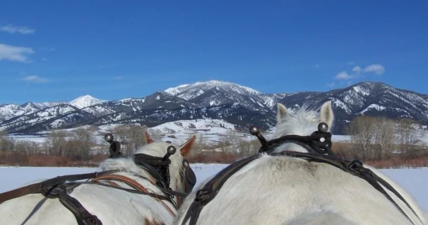 Pack horses hitched facing snowy mountain vista at sunrise