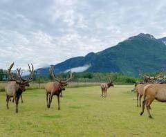 Anchorage to Matanuska Glacier: Hassle-Free Round-Trip Transfers for Glacier Adventures photo 1