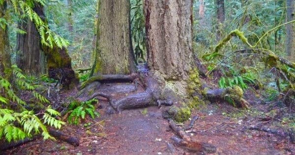 Olympic National Park Hiking & Nature Tour from Seattle