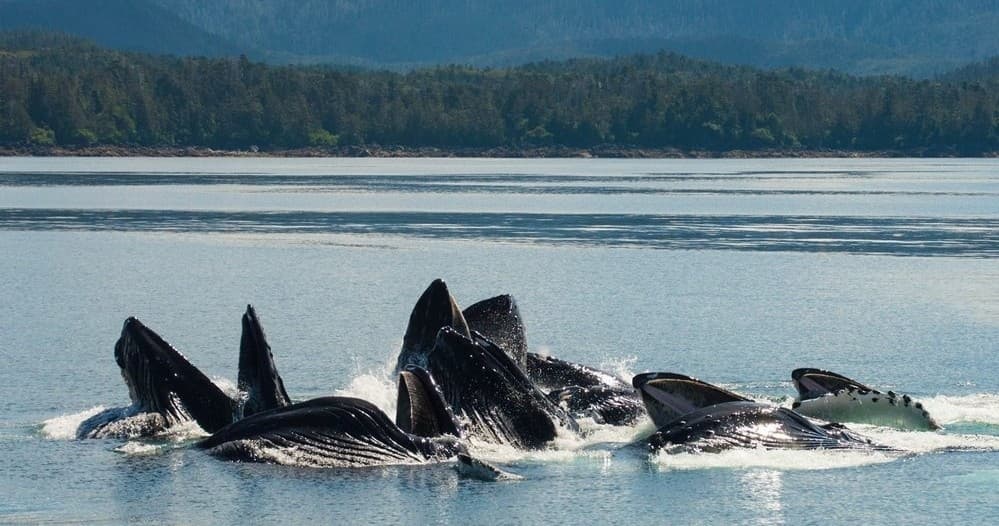 Sitka Marine Excursions fleet