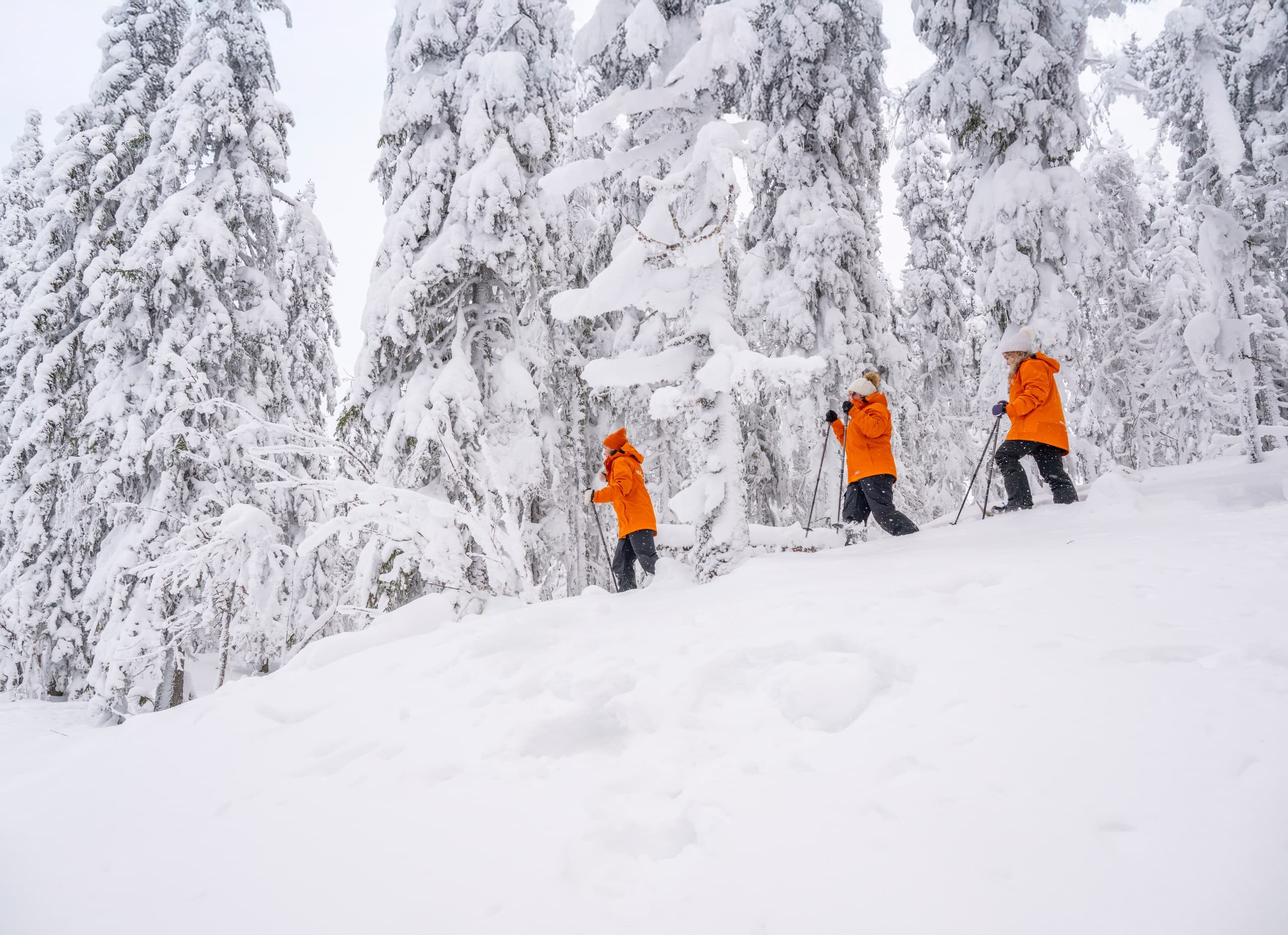 Snowshoeing the Snowy Forest Trail: Guided Winter Walks from Hotel Ukkohalla photo 2