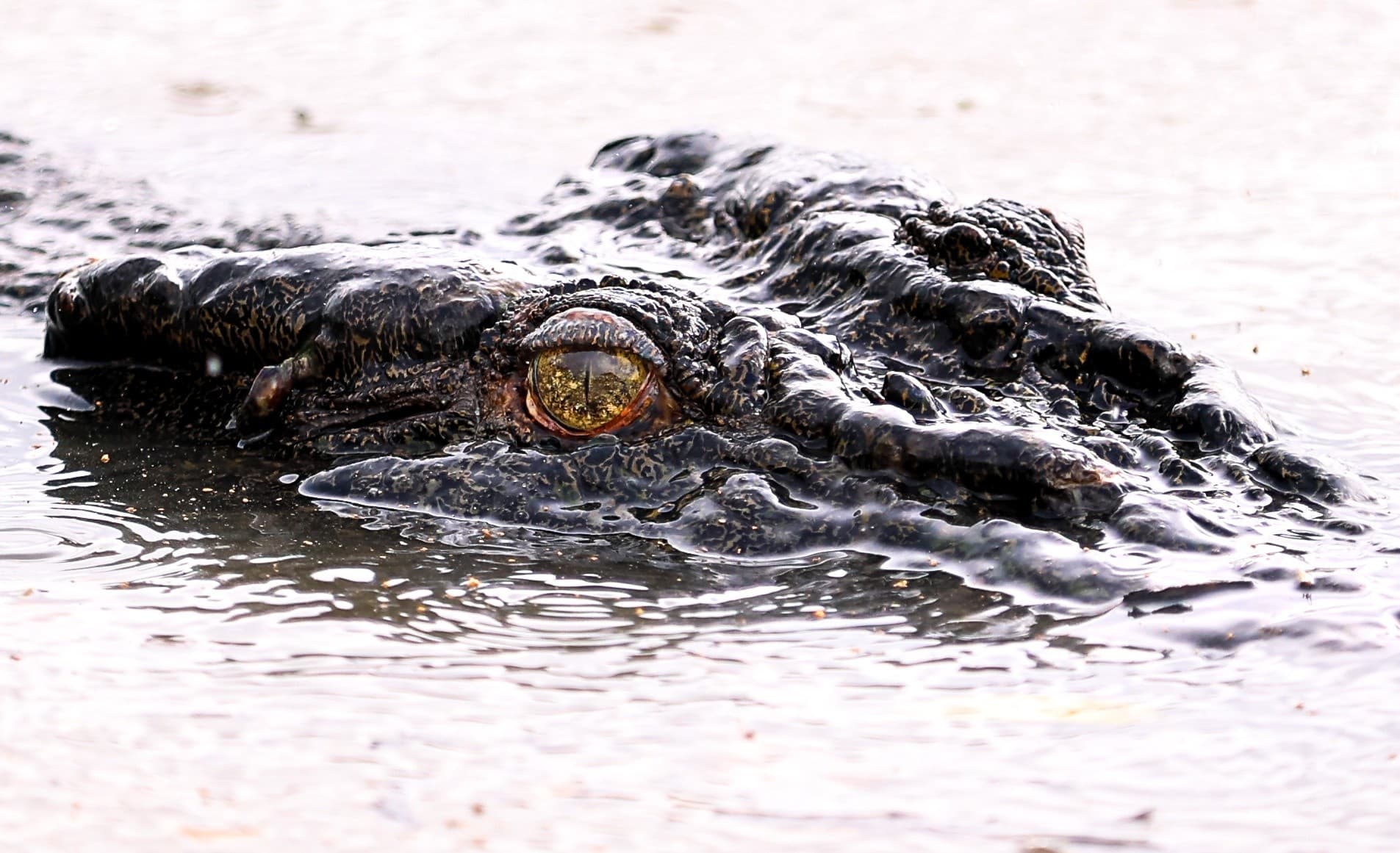Jumping Crocs & Fogg Dam Wetlands — Half-Day Adelaide River Wildlife Cruise from Darwin