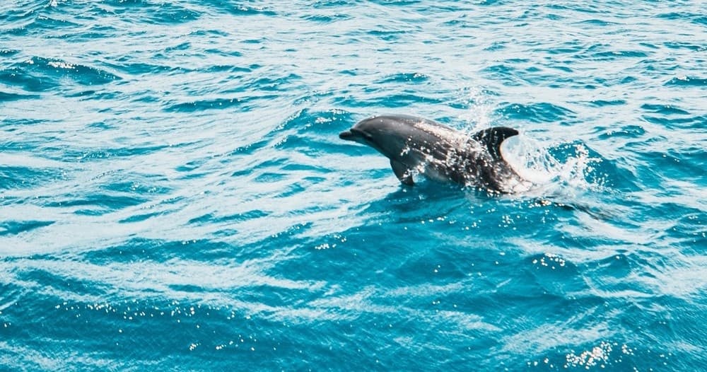 Dolphin & Shelling Cruise with Crab Island Journeys in Navarre
