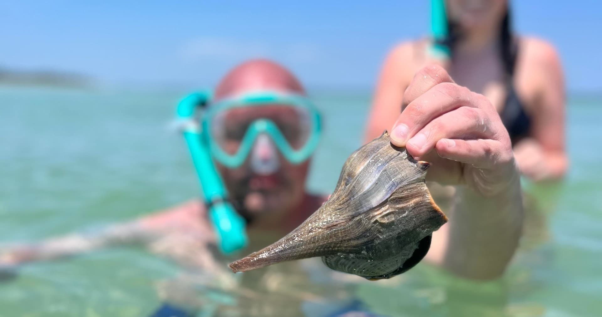 Snorkeler presenting large conch shell in coastal shallow sea