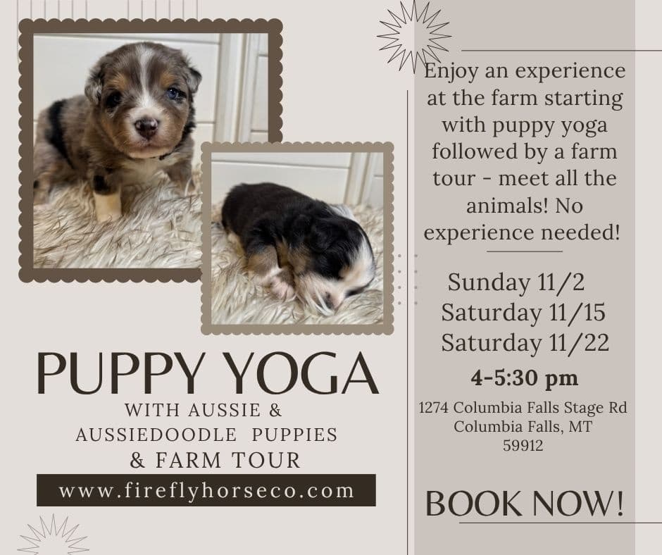 Family Animal Encounter & Puppy Yoga at Firefly Horse Co. in Columbia Falls