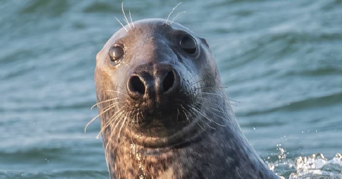 Water-Activities with Dublin Bay Sea Safaris: Private Boat Charters