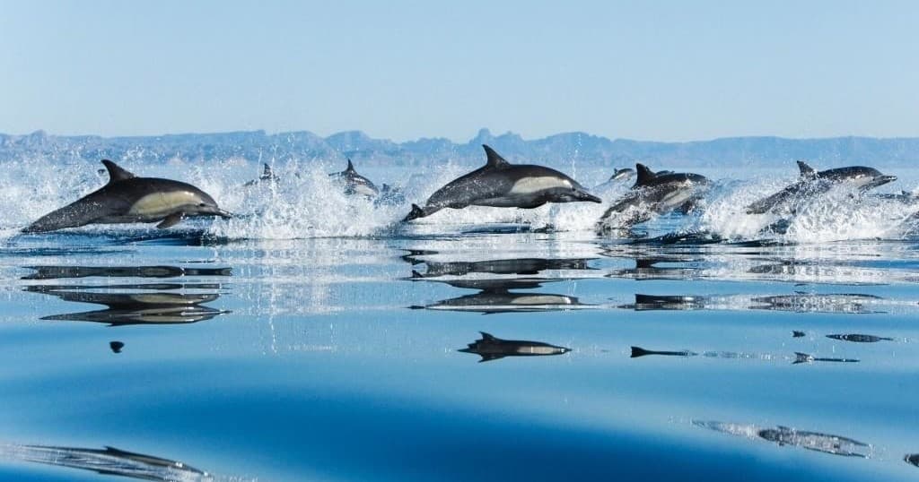 Pod of dolphins leaping over ocean near Lagos coast, Portugal