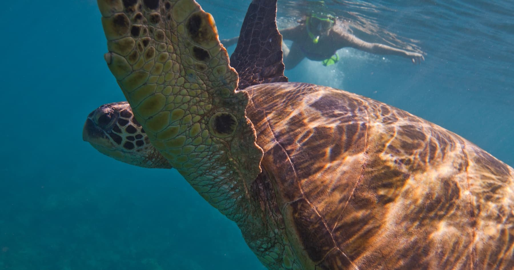 Snorkel Playa del Carmen: Family-Friendly Reef Trips to See Turtles and Rays photo 2