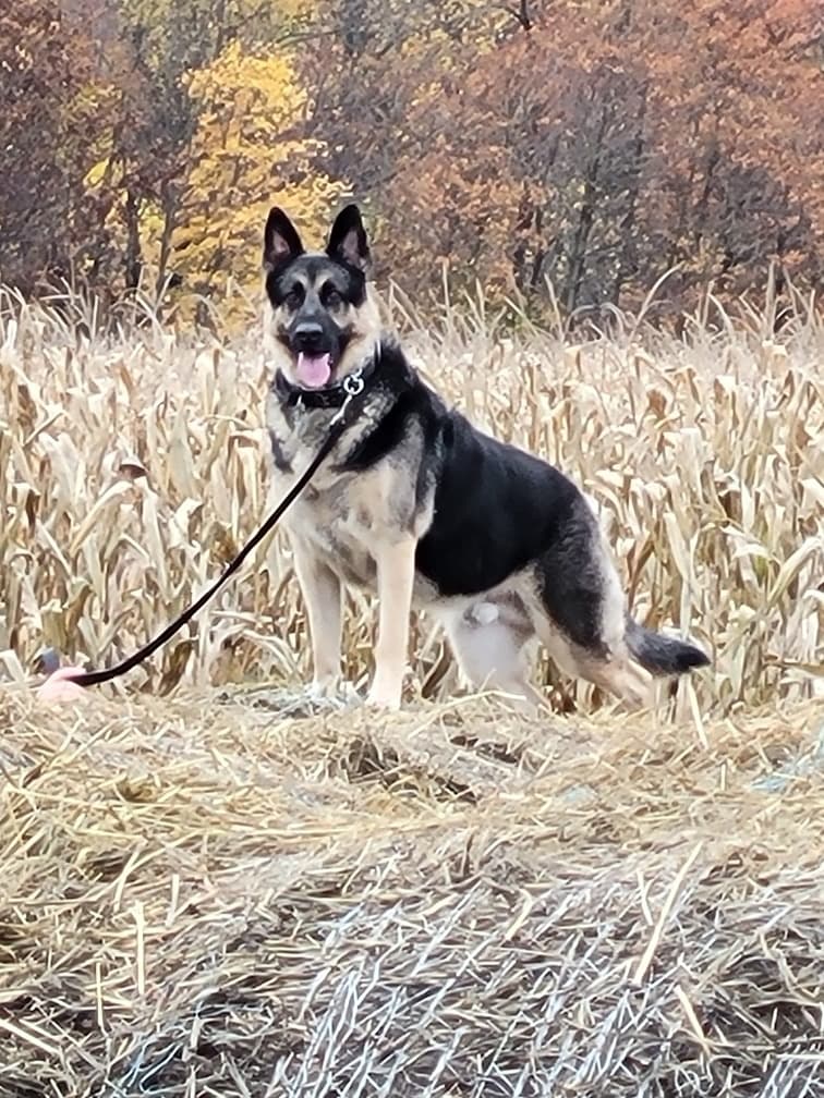 Dog Dayz at Derthick's Corn Maze in Mantua, Ohio