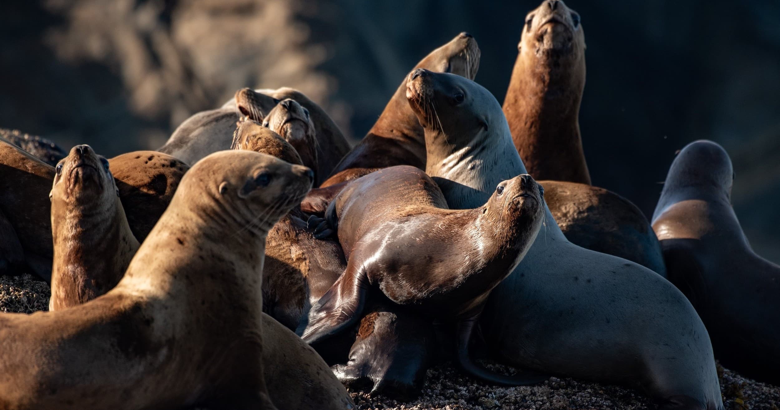 Full Day Photo Tour in Sitka, Alaska’s Wildlife Haven