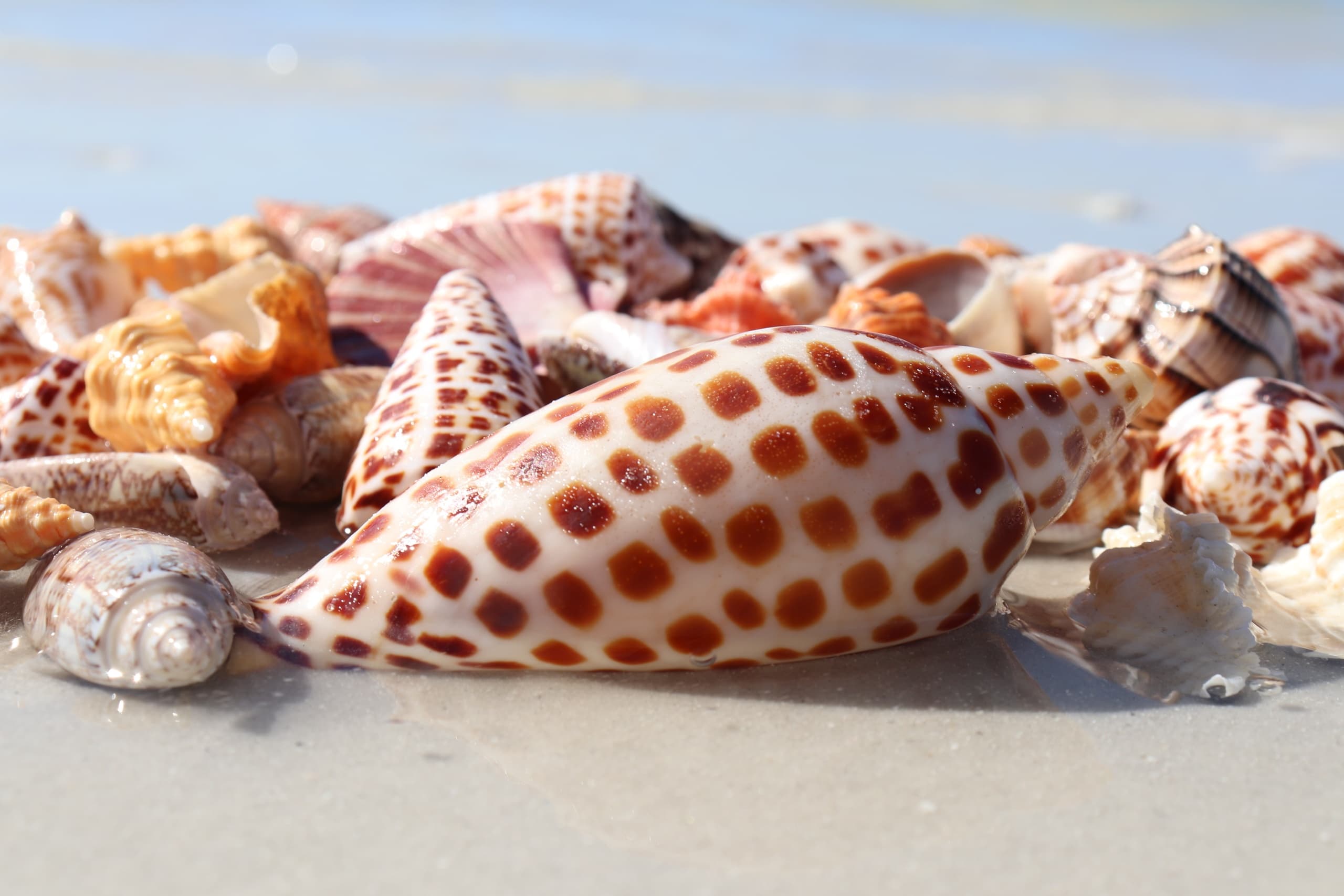 Shelling Adventure with Eco Endeavors in Goodland, Florida