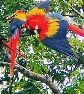 Scarlet macaws perched in tropical rainforest canopy, vibrant wildlife