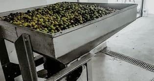Olive Oil Tasting & Culinary Experience at Lagar dos Pardieiros