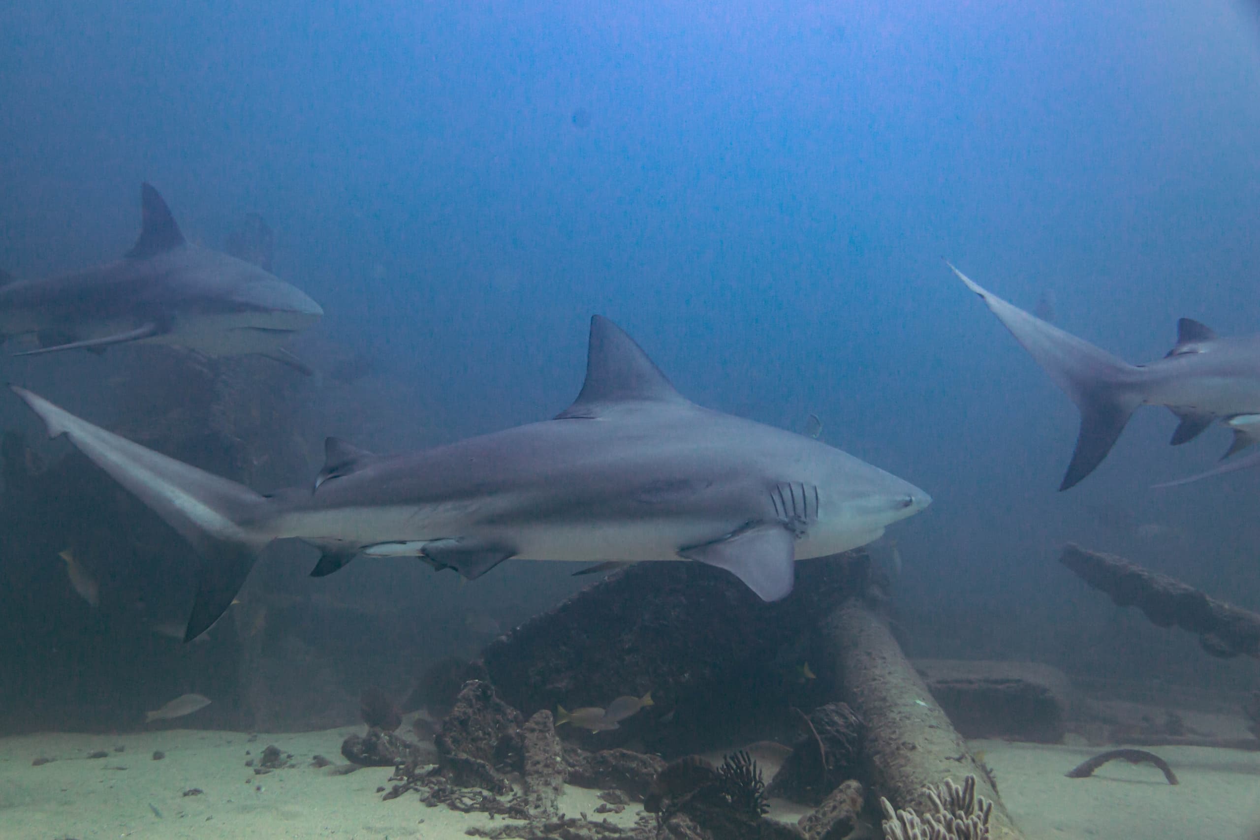 Cabo Pulmo Excursion Diving: Full-Day Guided Reefs, Sharks & Giant Groupers photo 1