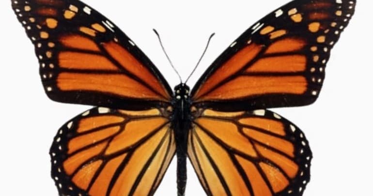 Butterfly Journey: 360° Migration Dome Film in Avalon, Catalina Island photo 2