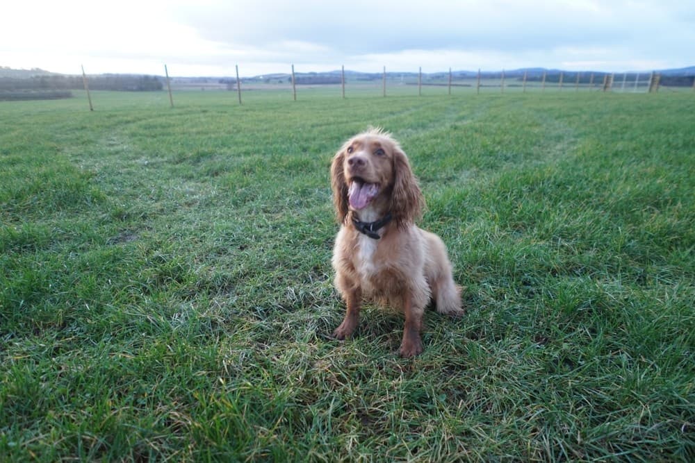 Dog-Friendly Land Adventure at Westhill Muddy Paws Open Field