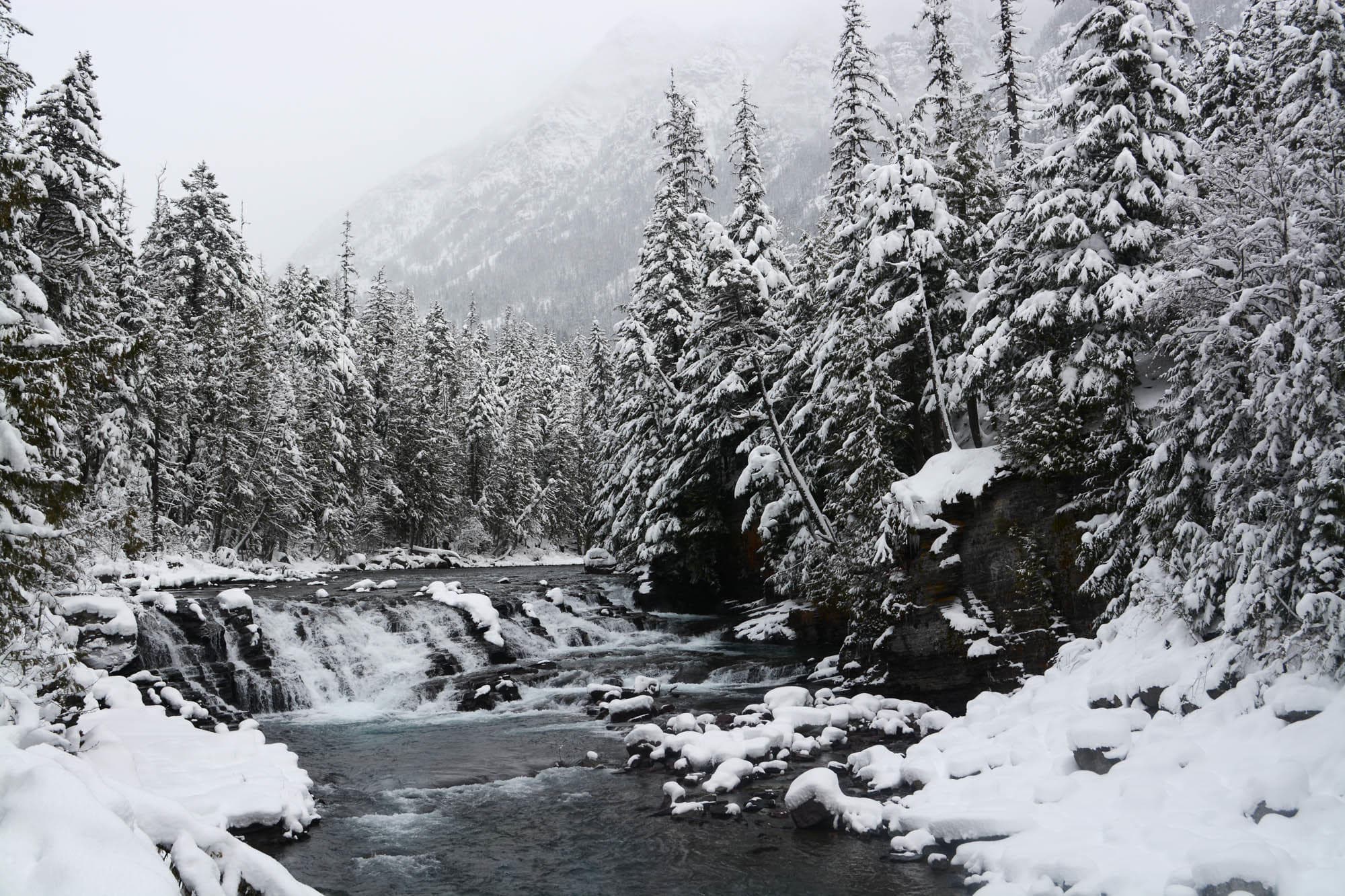 Winter Wildlife & Mountain Views with Glacier Adventure Guides