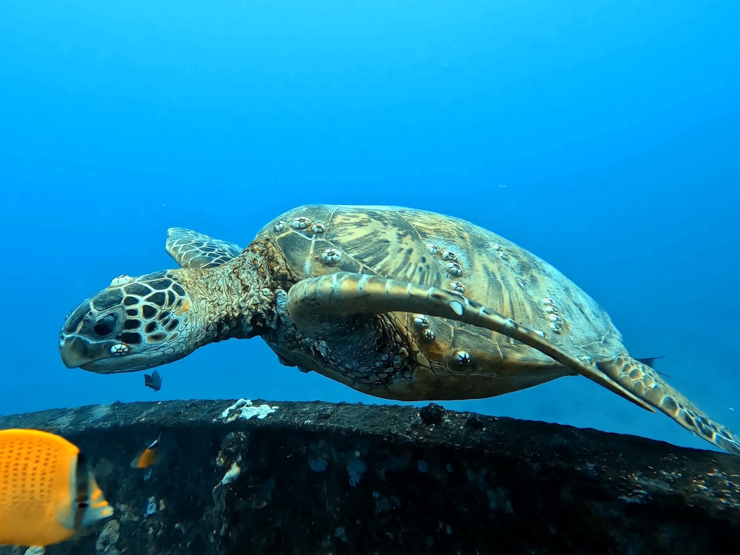 Diving & Water Activities at Discover Scuba Hawaii