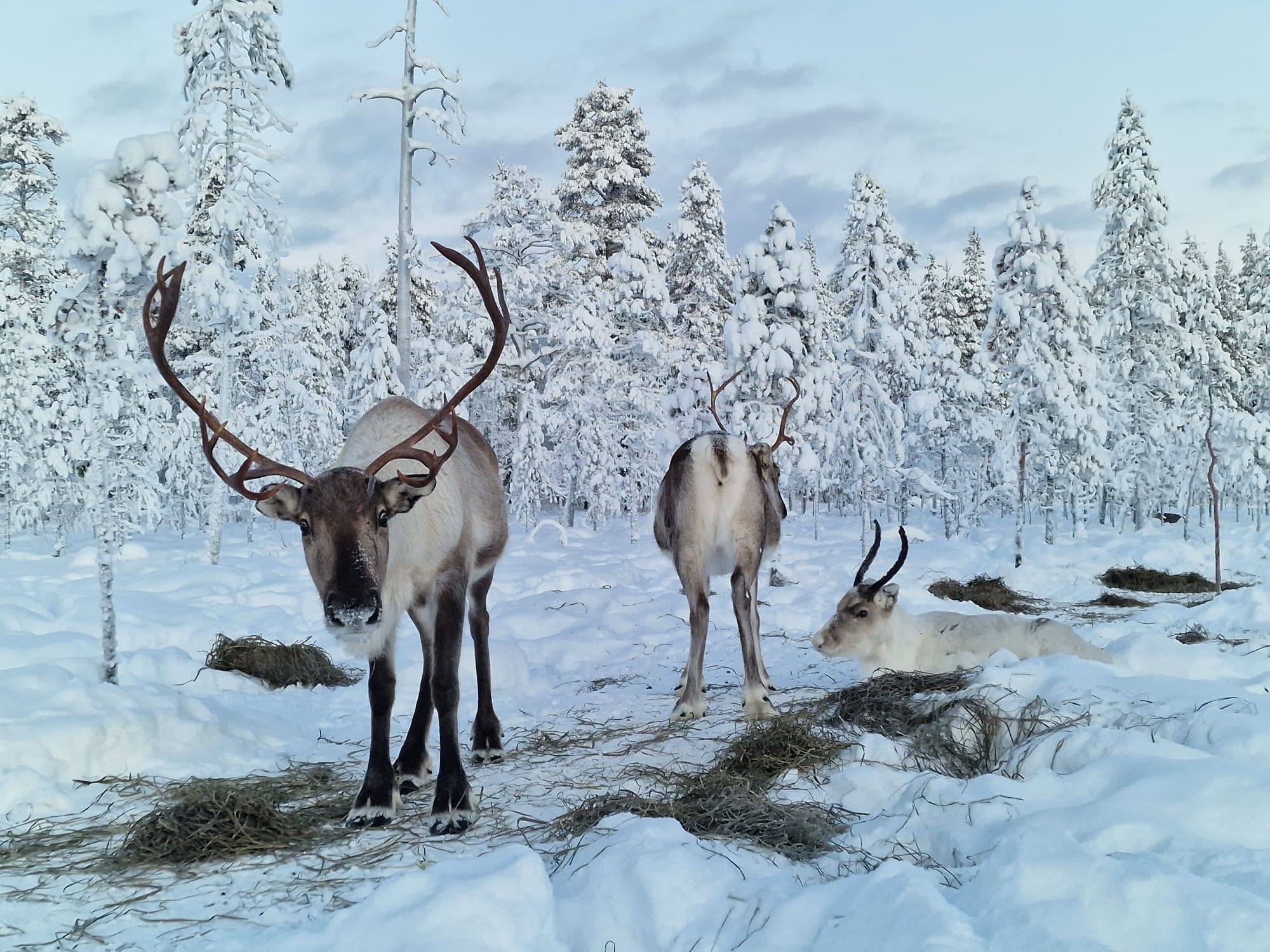 Reindeer Encounters with Hotelli Kultahippu in Lapland