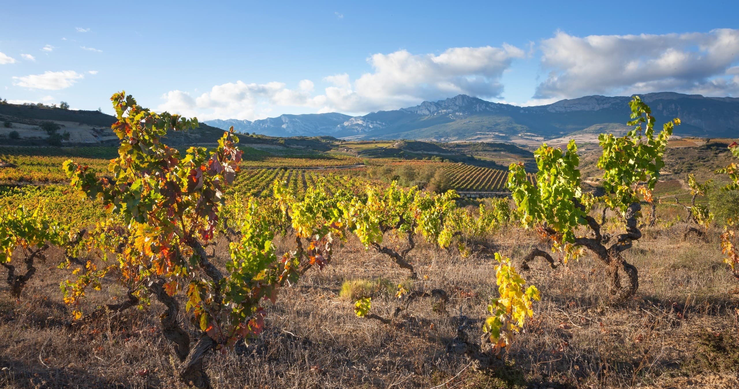 Rioja Wine Tour & Traditional Lunch with Local Experts Tours