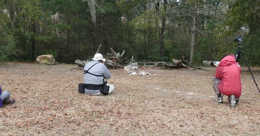 Photographers documenting wolves in open woodland at preserve