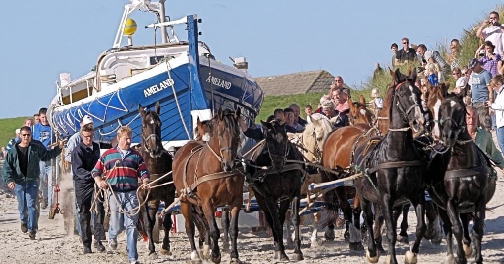 De Zeehond fleet