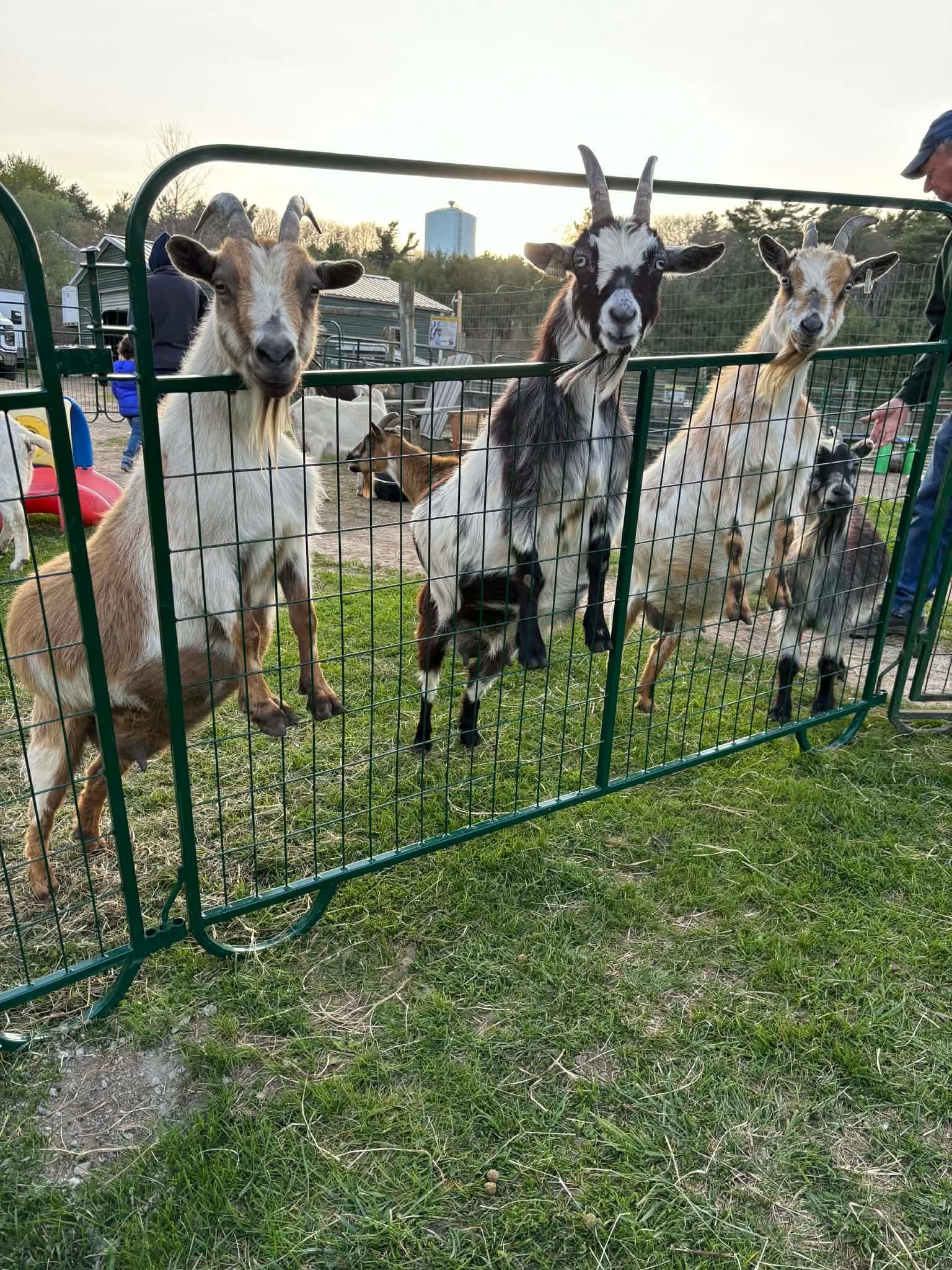 Meet the Herd: Open Barnyard at Pine Meadows, Mattapoisett photo 4